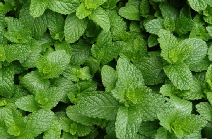 mint
