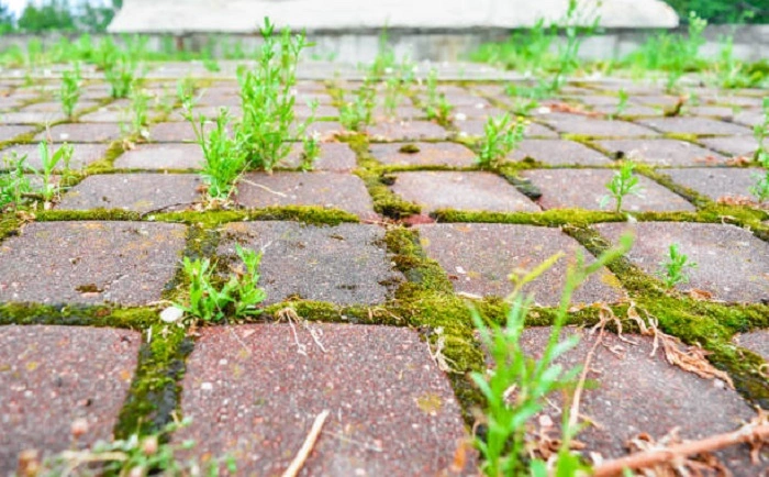 moss on patio