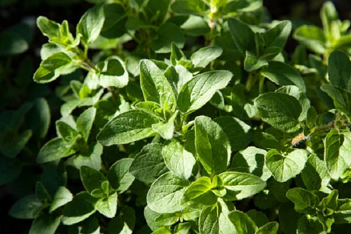 oregano