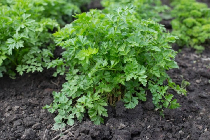 parsley