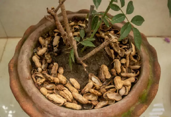 Considerations When Composting Peanut Shells
