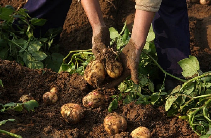 potatoes