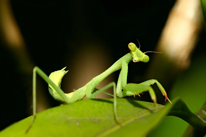 praying mantis