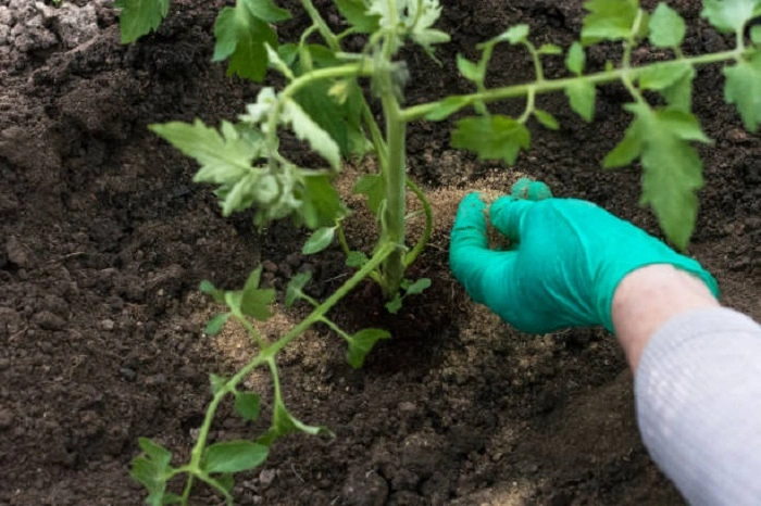 proper fertilization