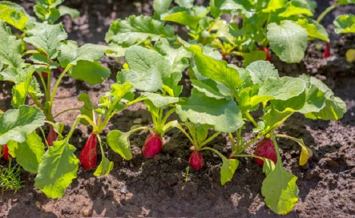 radish