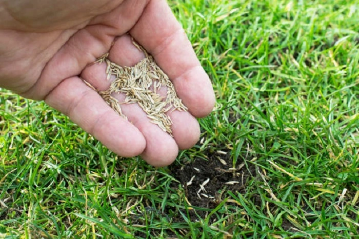 reseed grass in spring and fall