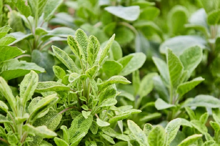 sage