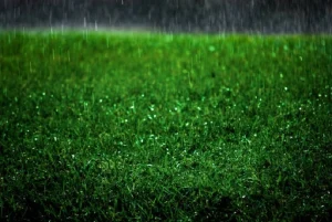 Can You Lay Sod in The Rain