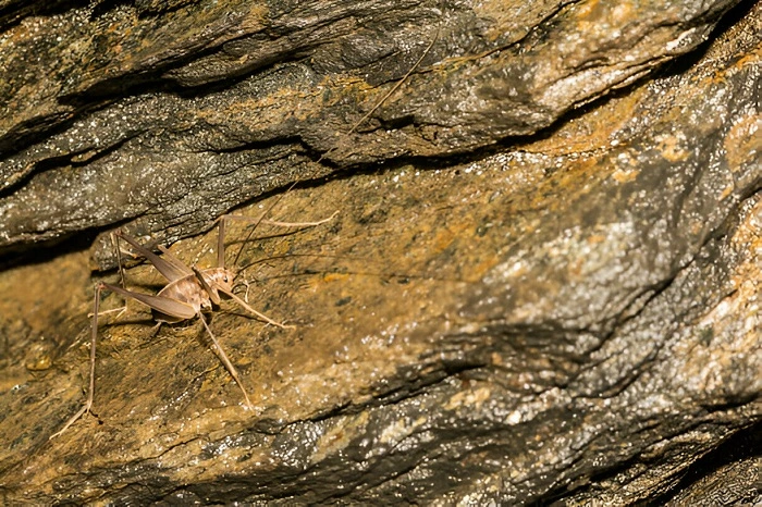 spider cricket