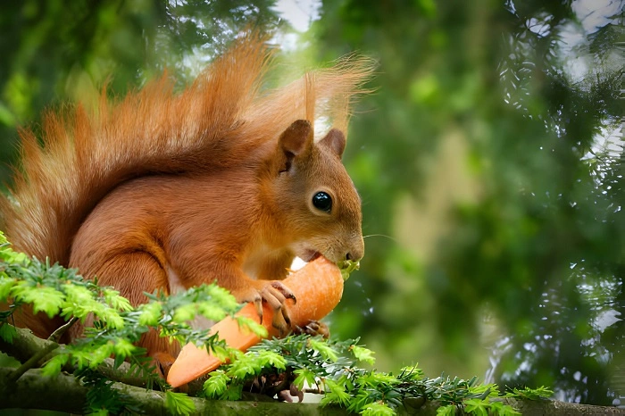 squirrel friendly area