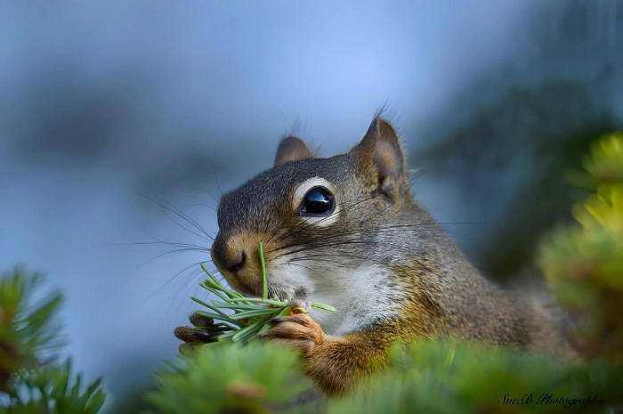 How often do squirrels eat grass?