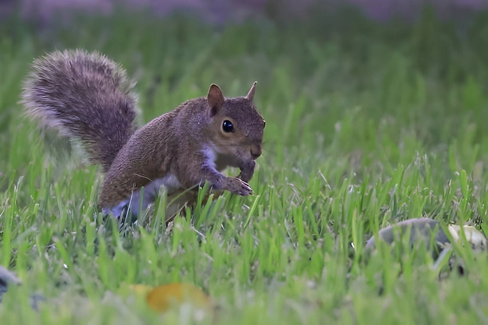 Do Squirrels Eat Grass?