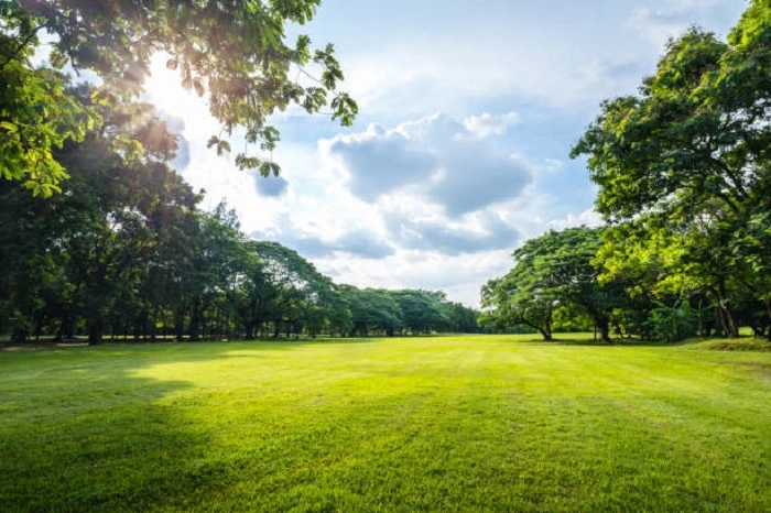 lawn grass in sunlight