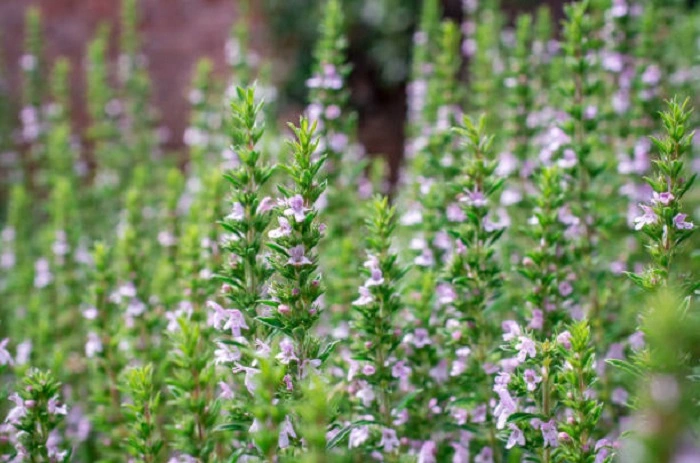 thyme
