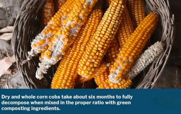 How Long Does it Take for Corn Cobs to Compost?