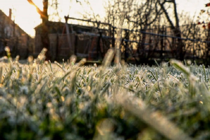 freezed lawn during frost