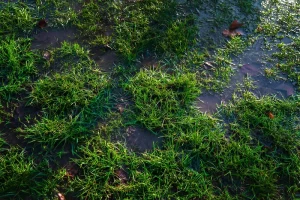 Can I Apply Fertilizer to Wet Grass