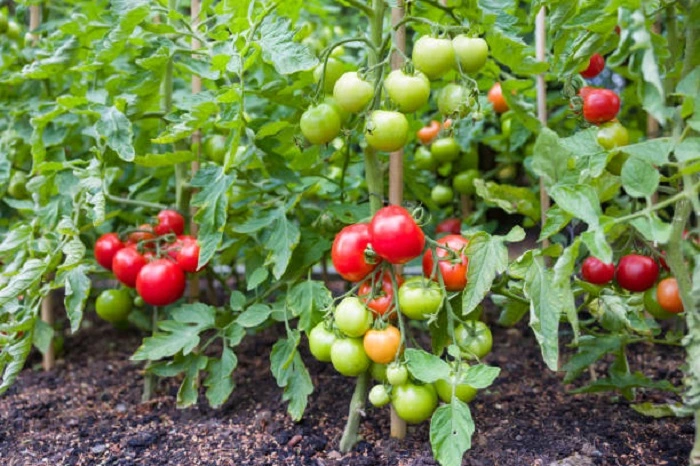 tomato