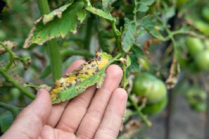 tomatoes with septoria leaf spot