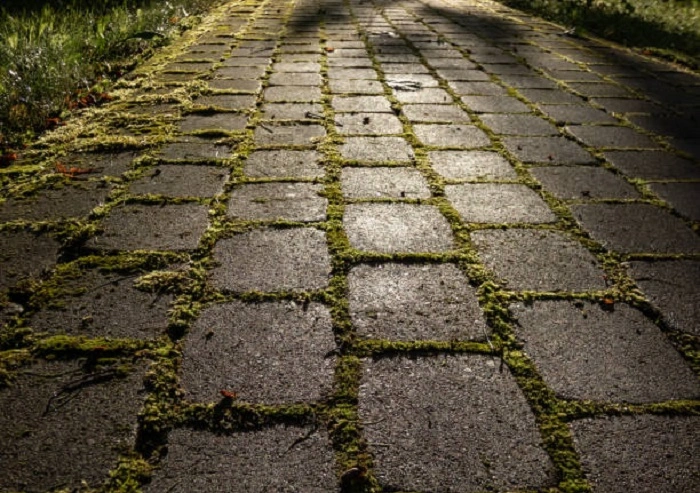 sunlight on moss