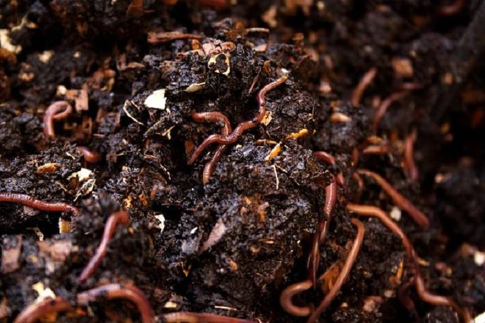 Vermicomposting Method
