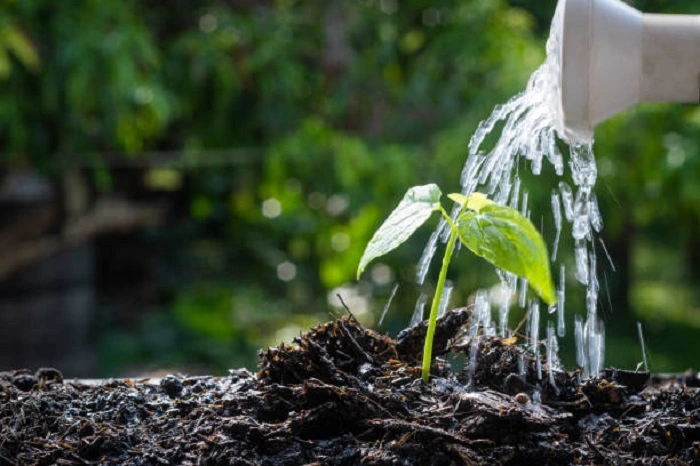 watering newly grown plants