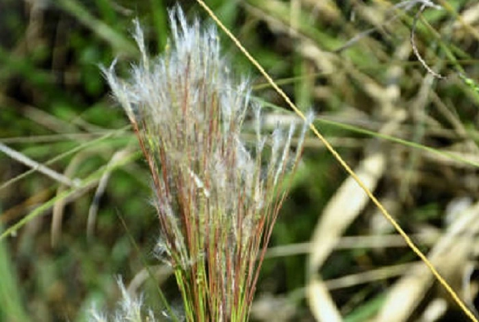 when does crabgrass die
