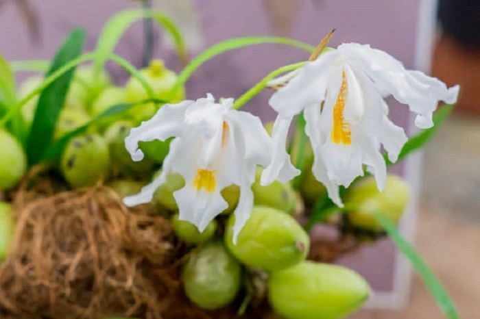 image of Angel Orchids that look like birds
