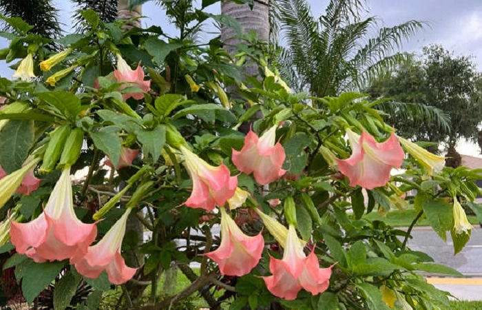 image of Angel's trumpet flowers