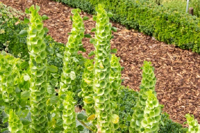 image of bells of ireland flower