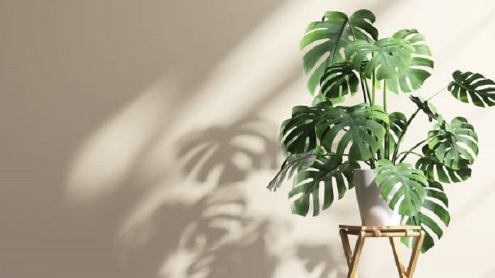 image of monstera plant in bright and indirect sunlight