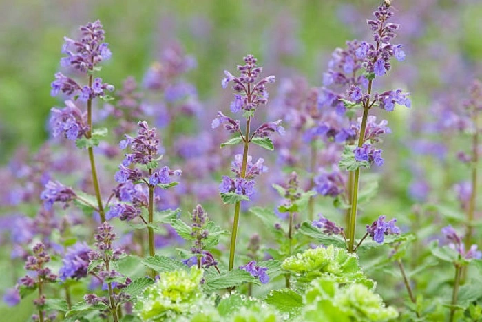 image of catnip flowers