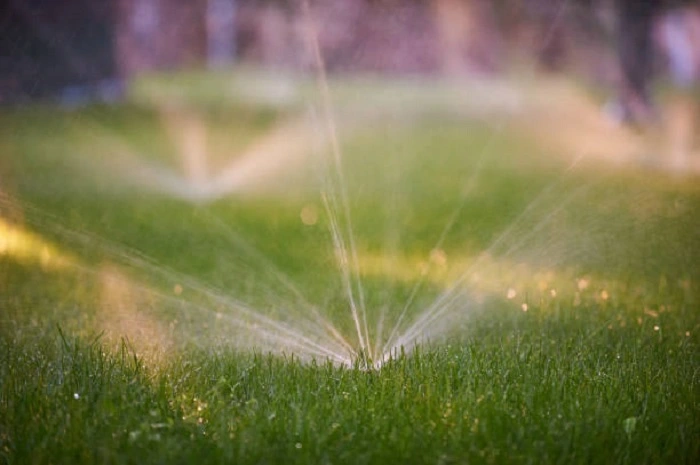 image of watering newly grown grass with water sprinklers