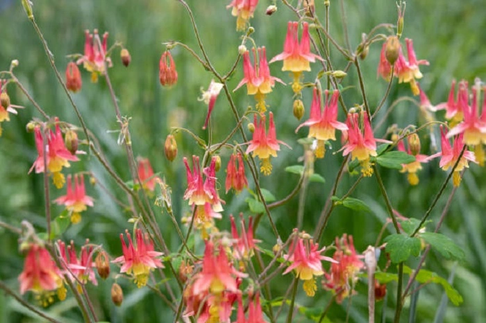 image of columbine flowers
