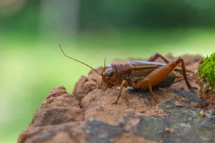 image of an adult cricket 