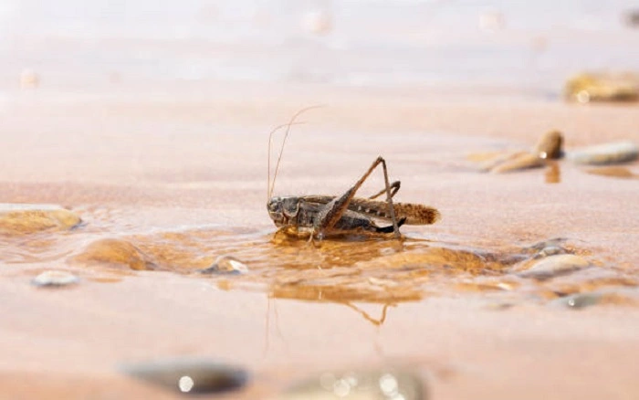 image of a cricket drinking water 