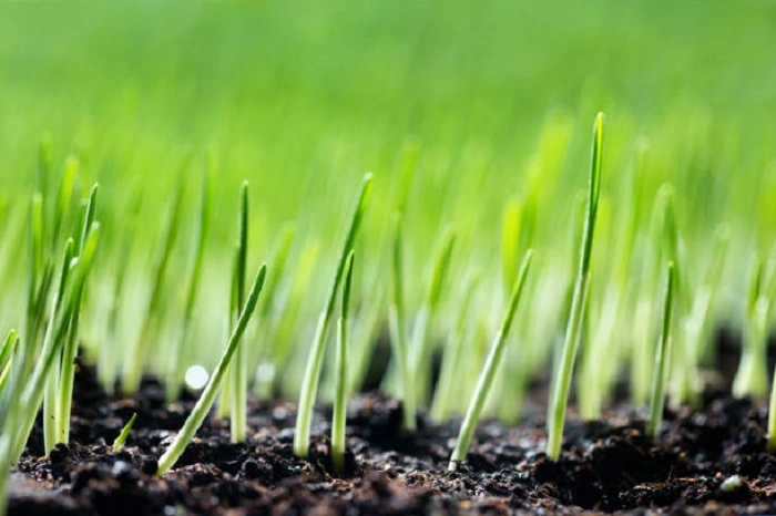 image of grass seed germination