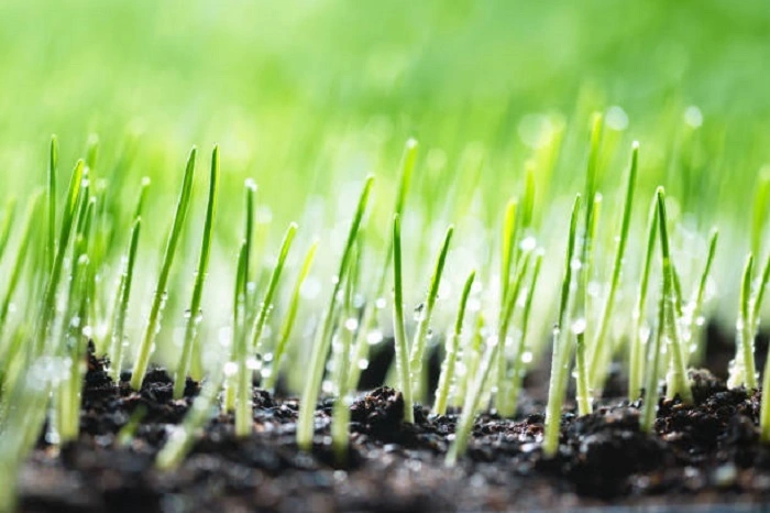 image of grass seedling having water droplets for moisture