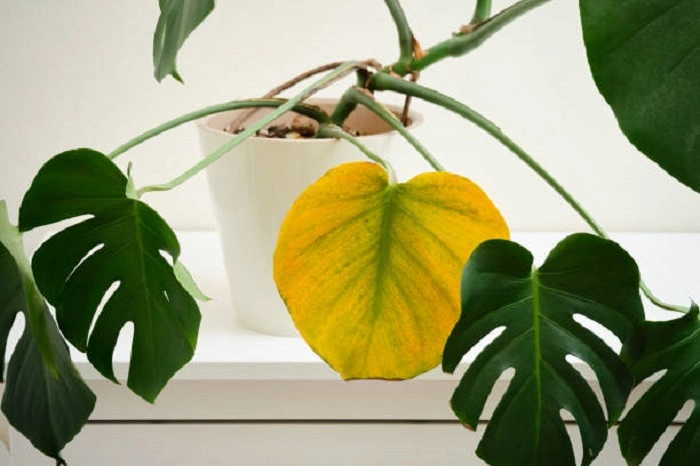 image of yellow leaves of monstera plant