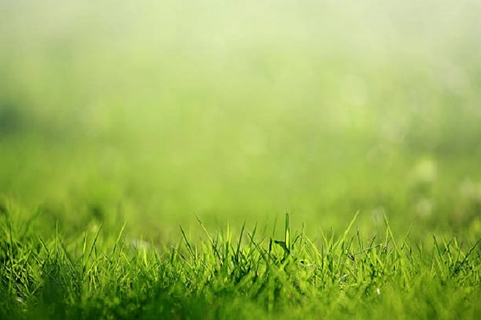 image of newly grown lawn grass