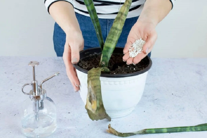 image of adding fertilizer to a snake plant
