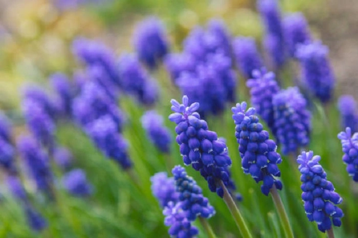 image of grape hyacinth flowers that look like bells