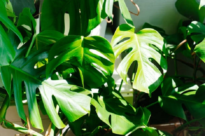 image of healthy monstera plant