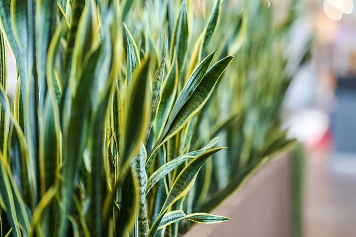 image of healthy snake plant