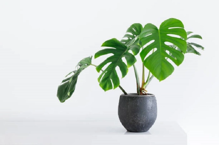 image of monstera plant