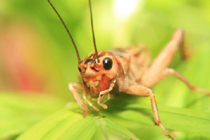 image of cricket on a leaf