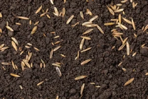 image of grass seeds on soil