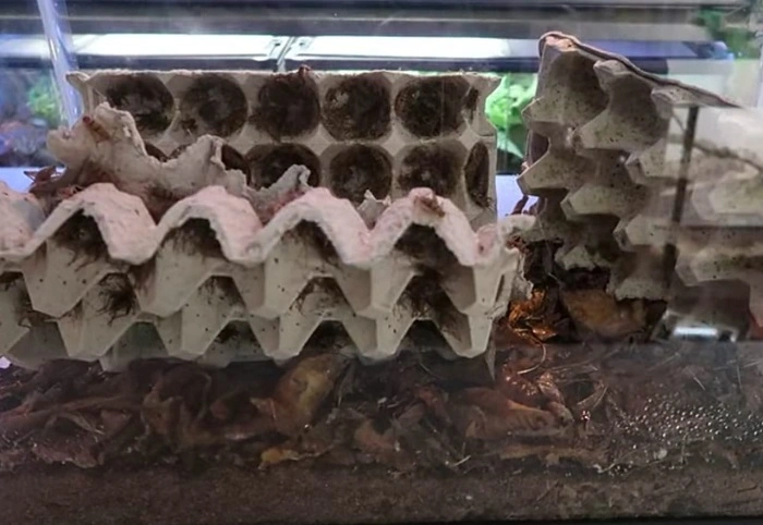 image of crickets living in confinement in a glass jar
