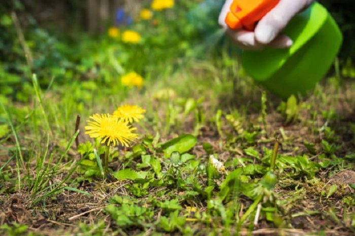image of spraying 24d weed killer on lawn weeds