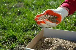 image of grass seeds in a storage box before sowing